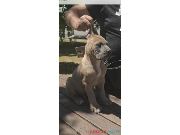 Cane Corso Kane Korso prelepi &scaron;tenci