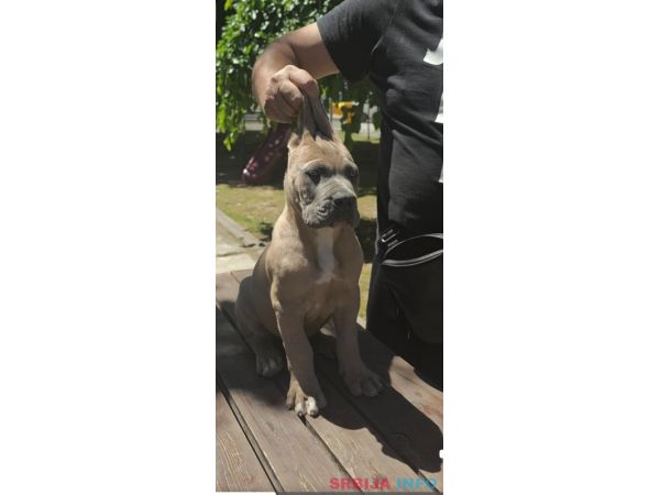 Cane Corso Kane Korso prelepi &scaron;tenci