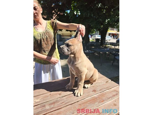Cane Corso Kane Korso prelepi &scaron;tenci