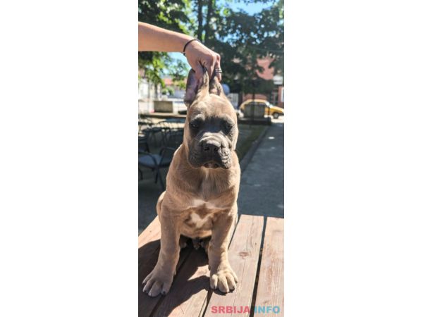 Cane Corso Kane Korso prelepi &scaron;tenci
