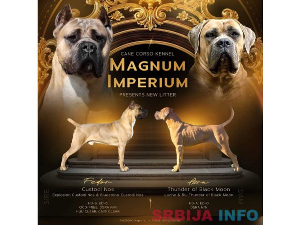 Cane Corso Kane Korso prelepi &scaron;tenci