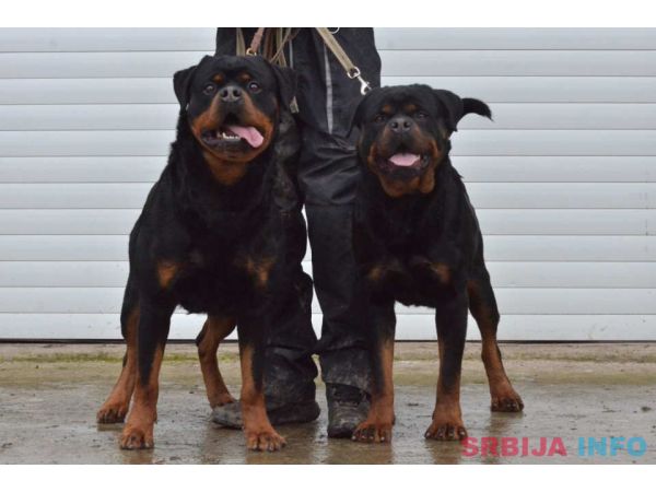 R O T V A J L E R &scaron;tenci, spremni za nove domove 