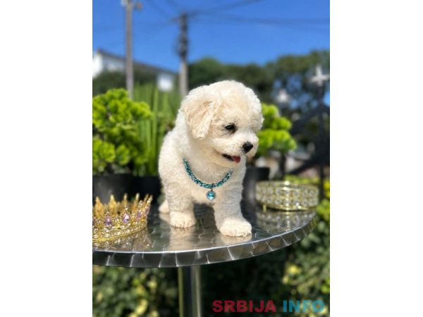 Bichon Frise štenci 