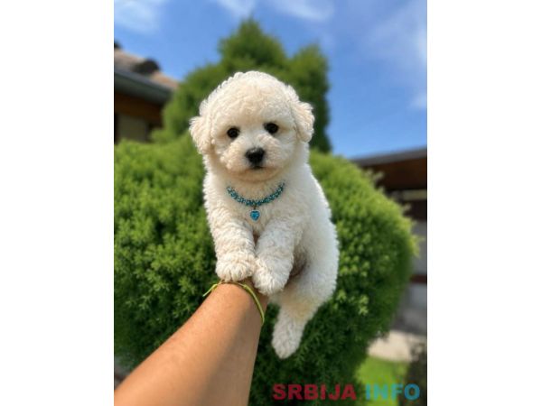 Bichon Frise &scaron;tenci 