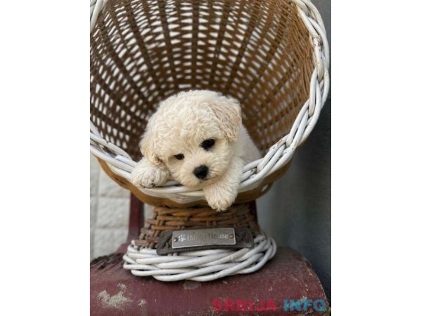 Bichon Frise &scaron;tenci 