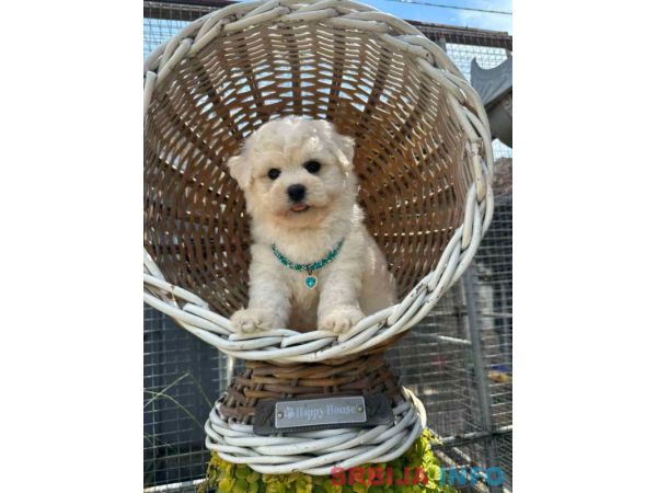 Bichon Frise &scaron;tenci 