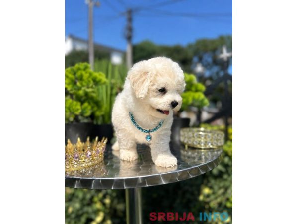 Bichon Frise &scaron;tenci 
