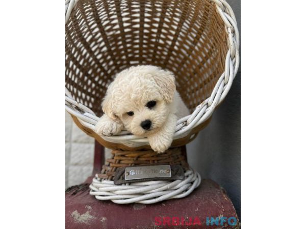 Bichon Frise &scaron;tenci 