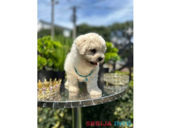 Bichon Frise &scaron;tenci 