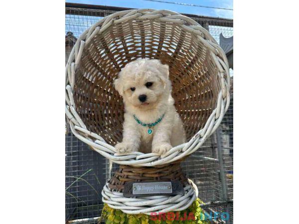 Bichon Frise &scaron;tenci 