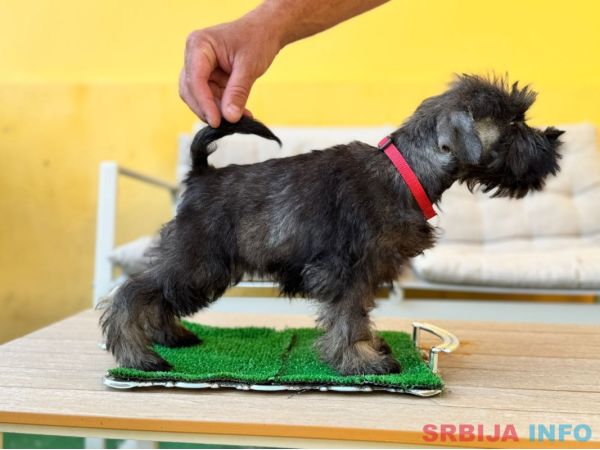 Patuljasti šnaucer prelepi štenci