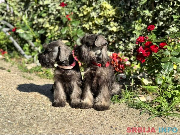 Patuljasti &scaron;naucer prelepi &scaron;tenci