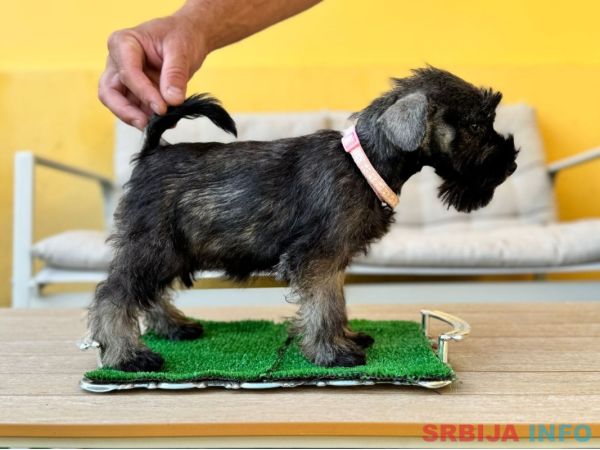 Patuljasti &scaron;naucer prelepi &scaron;tenci