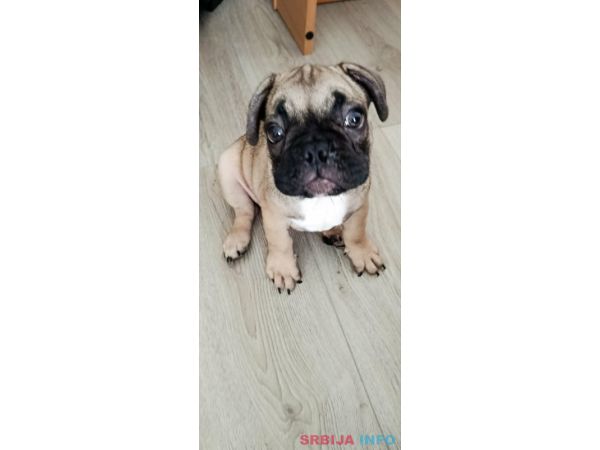 Francuski buldog