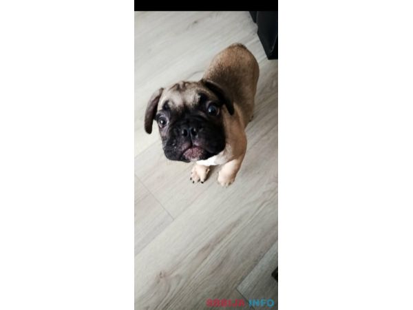 Francuski buldog