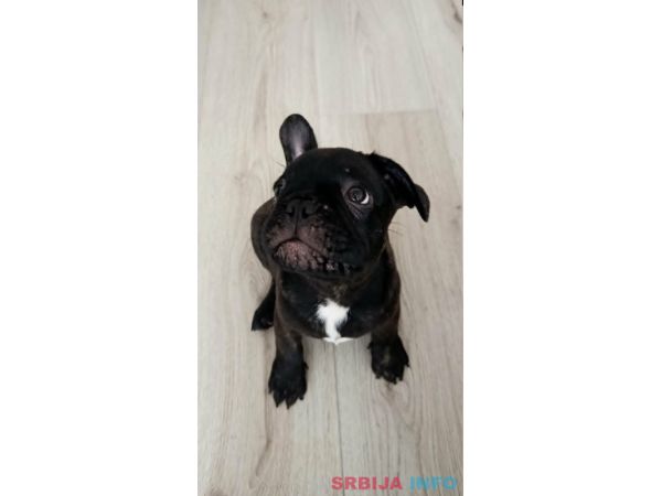 Francuski buldog
