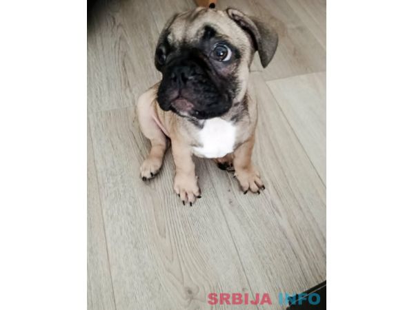 Francuski buldog