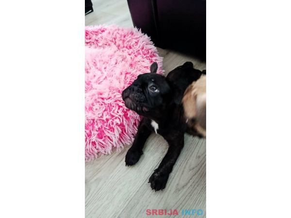 Francuski buldog