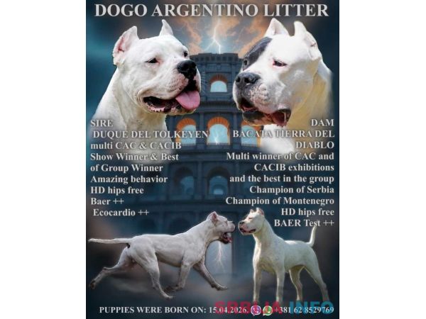Legle dogo argentino štenaca