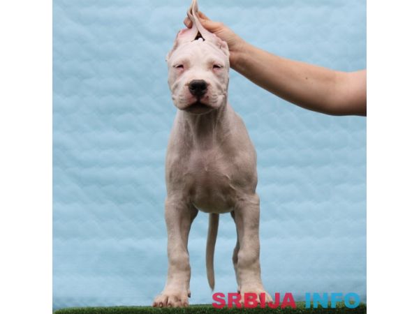 Leglo dogo argentino &scaron;tenaca 