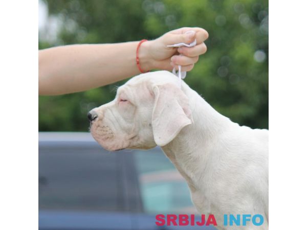 Leglo dogo argentino &scaron;tenaca 