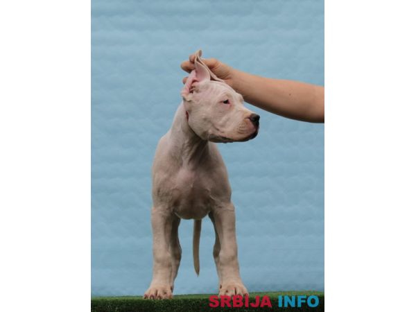 Leglo dogo argentino &scaron;tenaca 