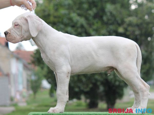 Leglo dogo argentino &scaron;tenaca 