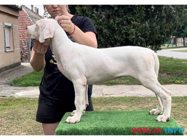 Leglo dogo argentino &scaron;tenaca 