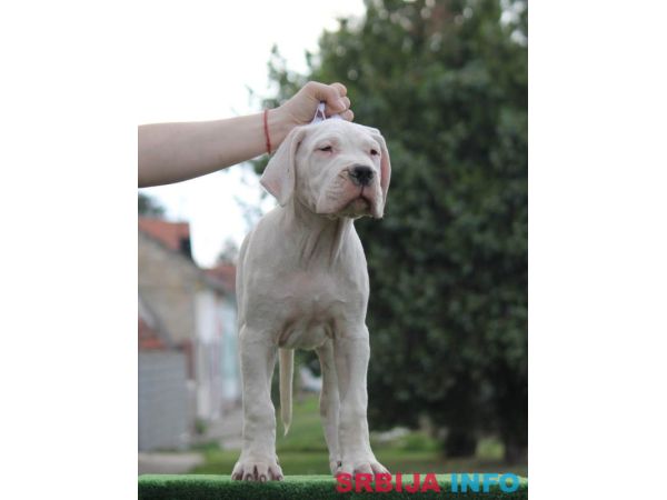 Leglo dogo argentino &scaron;tenaca 