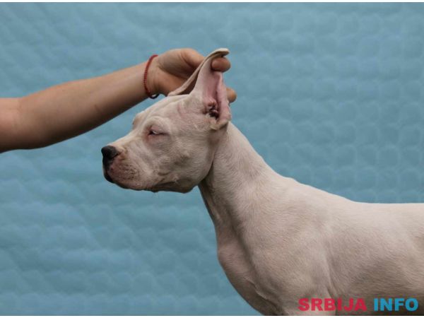 Leglo dogo argentino &scaron;tenaca 