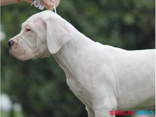 Leglo dogo argentino &scaron;tenaca 