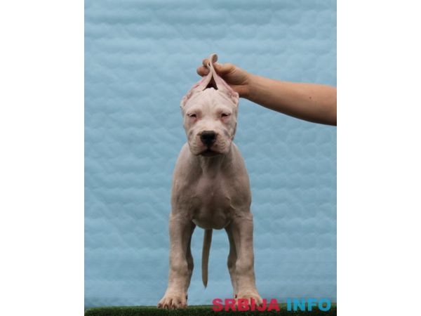 Leglo dogo argentino &scaron;tenaca 