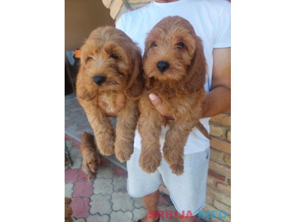 Cockapoo štenci