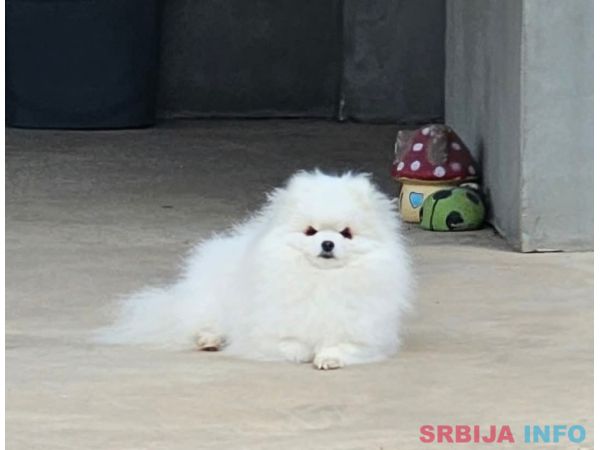 Pomeranci &scaron;tenci 