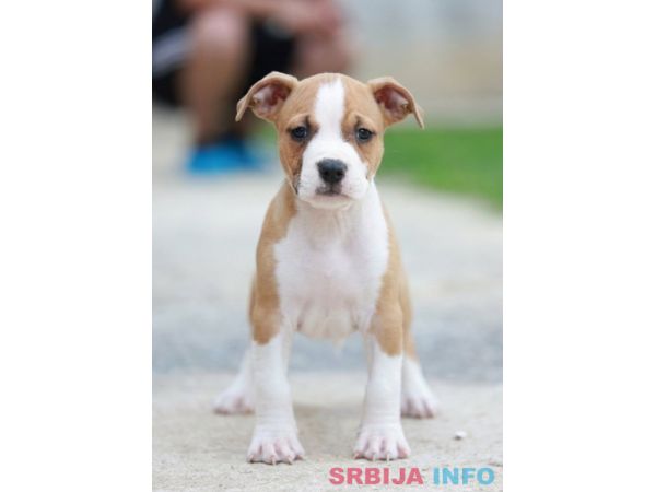 Američki stafordski terijer &scaron;tenci