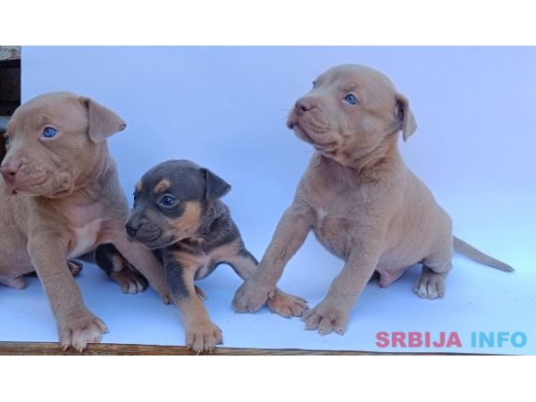 Pit bull &scaron;tenci