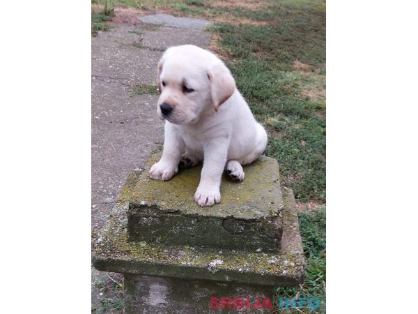 LABRADOR RETRIVER