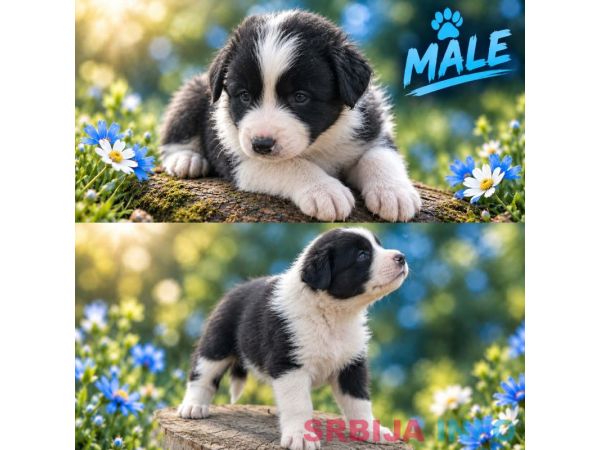 Border collie &scaron;tenci
