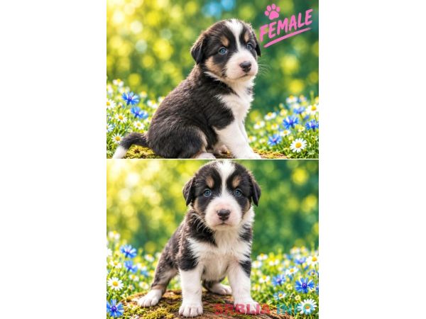 Border collie &scaron;tenci