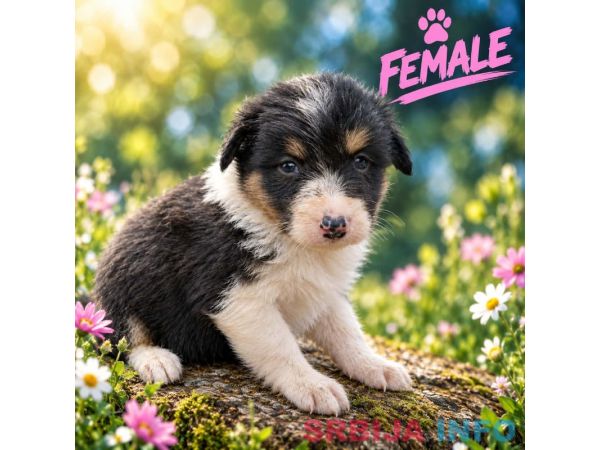 Border collie &scaron;tenci
