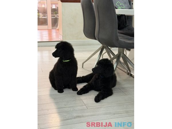 Štenci velike kraljevske pudle