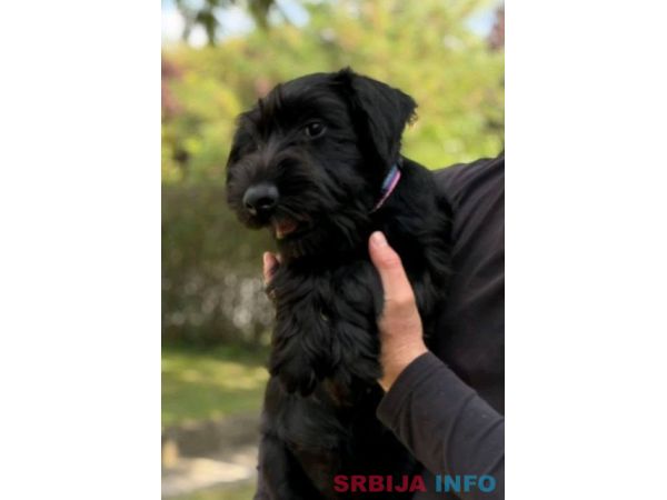 Srednji &scaron;naucer &scaron;tenci