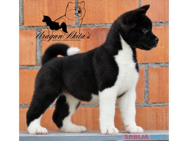 Američka akita, &scaron;tenad oba pola