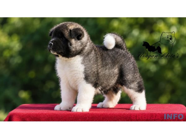 Američka akita, &scaron;tenad oba pola