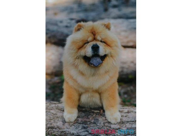 Chow Chow - dostupan za parenje