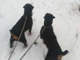 Lepa i radna zenka terijera