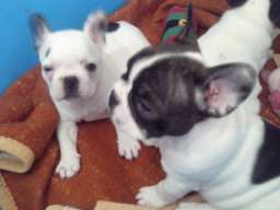 Musko stene francuskog buldoga na prodaj