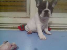 Musko stene francuskog buldoga na prodaj