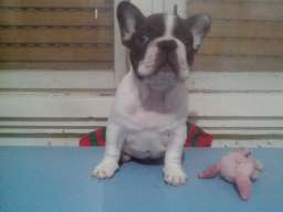 Musko stene francuskog buldoga na prodaj