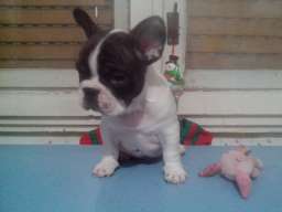 Musko stene francuskog buldoga na prodaj